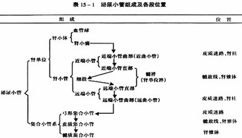 各支再分成毛细血管小叶,各小叶毛细血管汇集成一条出球小动脉;后者出