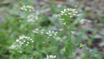 概述 铃铃草 【别名】鹅不食,雀儿蛋,【来源】石竹科属植物蚤缀