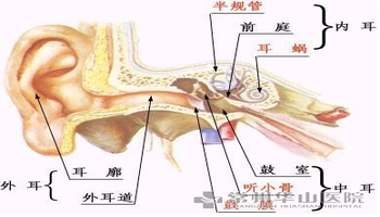 简介 中耳(middleear)包括鼓室,,鼓窦和乳突四部分.