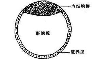 胚泡:桑椹胚的细胞在子宫腔内继续分裂,细胞数目不断增多,发育到第5天