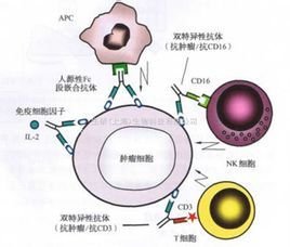 细菌毒素(toxin)根据来源,性质和作用的不同,可分为内毒素和外毒素两