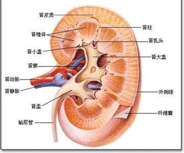 肾髓质