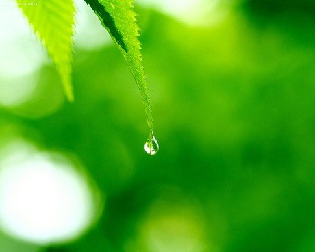 中文名称 翠色欲流 外文名称 cuise flow 释义 翠绿的颜色就好像要