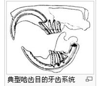 典型啮齿目的牙齿系统许多的啮齿目动物都很小:南非小家鼠的成鼠只