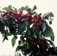 樱桃树