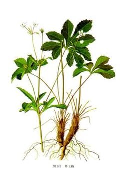 虎掌草_好搜百科