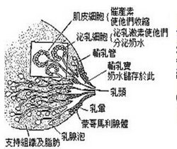 蒙哥马利腺