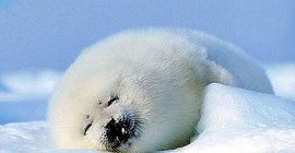 竖琴海豹表情包