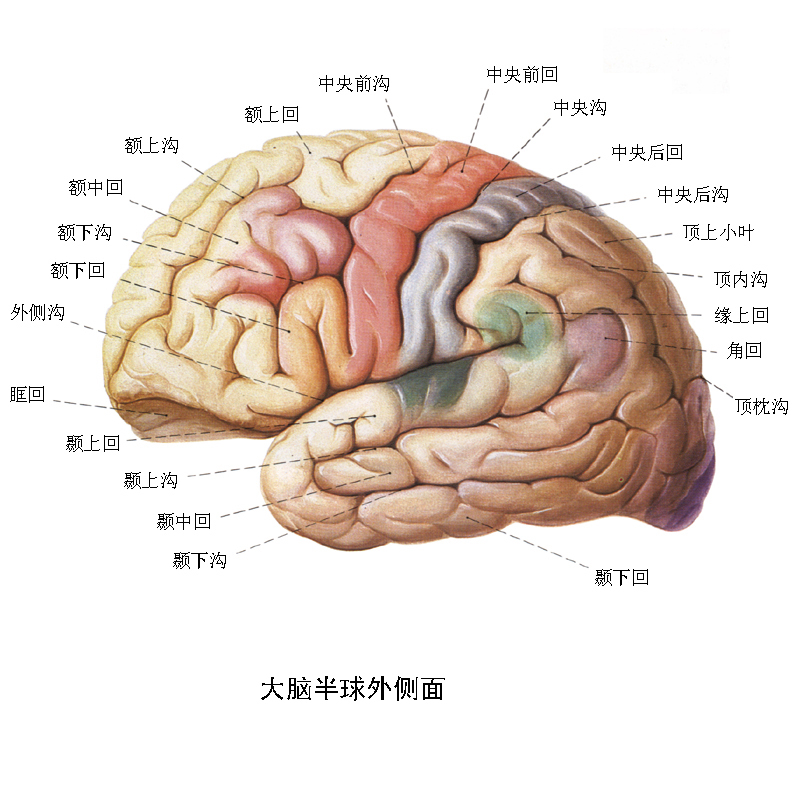 大脑的外层叫 360搜索