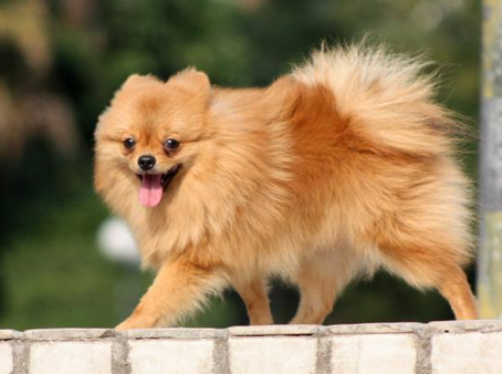 壁纸 动物 狗 狗狗 454_338