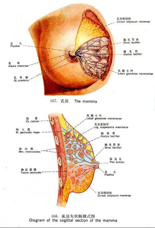 胸痛,剧痛,水肿,乳头内陷,乳头溢液,乳头破碎 1,隐性乳腺癌