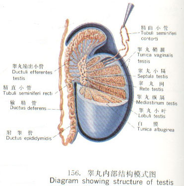 附睾肿瘤