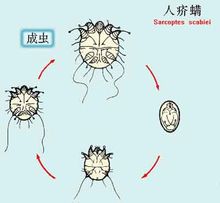 部分常见的肠道寄生虫〔绦虫除外〕,蹒虫和部分虱子的感染是有疗效的