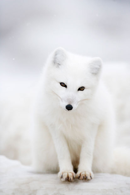 分布:   欧洲北部,北美,格陵兰和冰岛 动物介绍折叠编辑本段 北极狐属