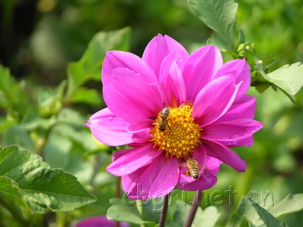 小丽花