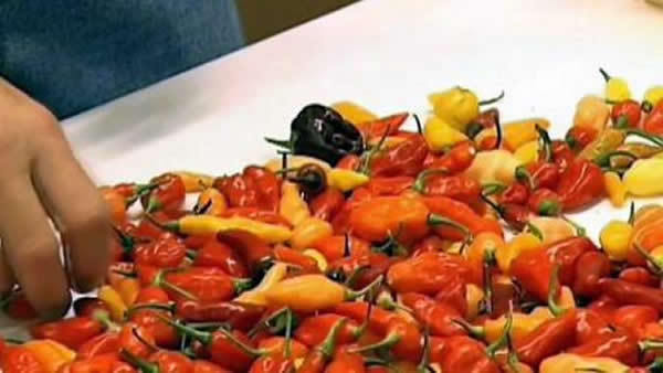 最辣的辣椒_世界上最辣的辣椒是什么椒