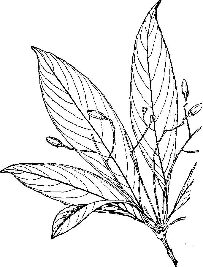 据统计,至今为止,中国植物命名作者多达五千余人,其中命名两个及两个以上名称的有近3500人。本数据库就是基于这3500人的资料建立的,每条记录包括作者全名及标准缩写、工作/出生/生卒年代、专长类群等。中国作者(共919条目)还附有中文名及工作单位。本数据库依据国内外多种书刊资料编辑而成,其中人名拼写标准主要依据Brummitt&Powell1992,AuthorsofPlantNames。类群代码为:A:藻类;B:苔藓;C:孢子植物;F:化石植物;M:真菌和地衣;P:蕨类;S:种子植物。目前数据库
