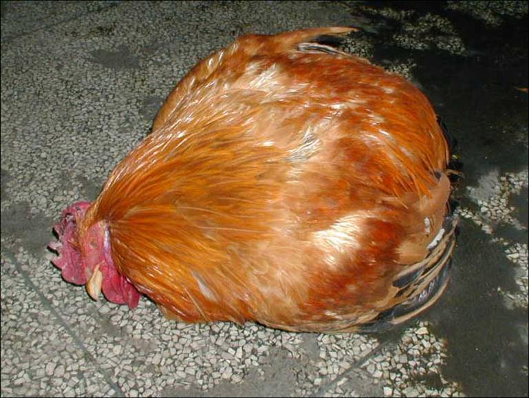 病鸡