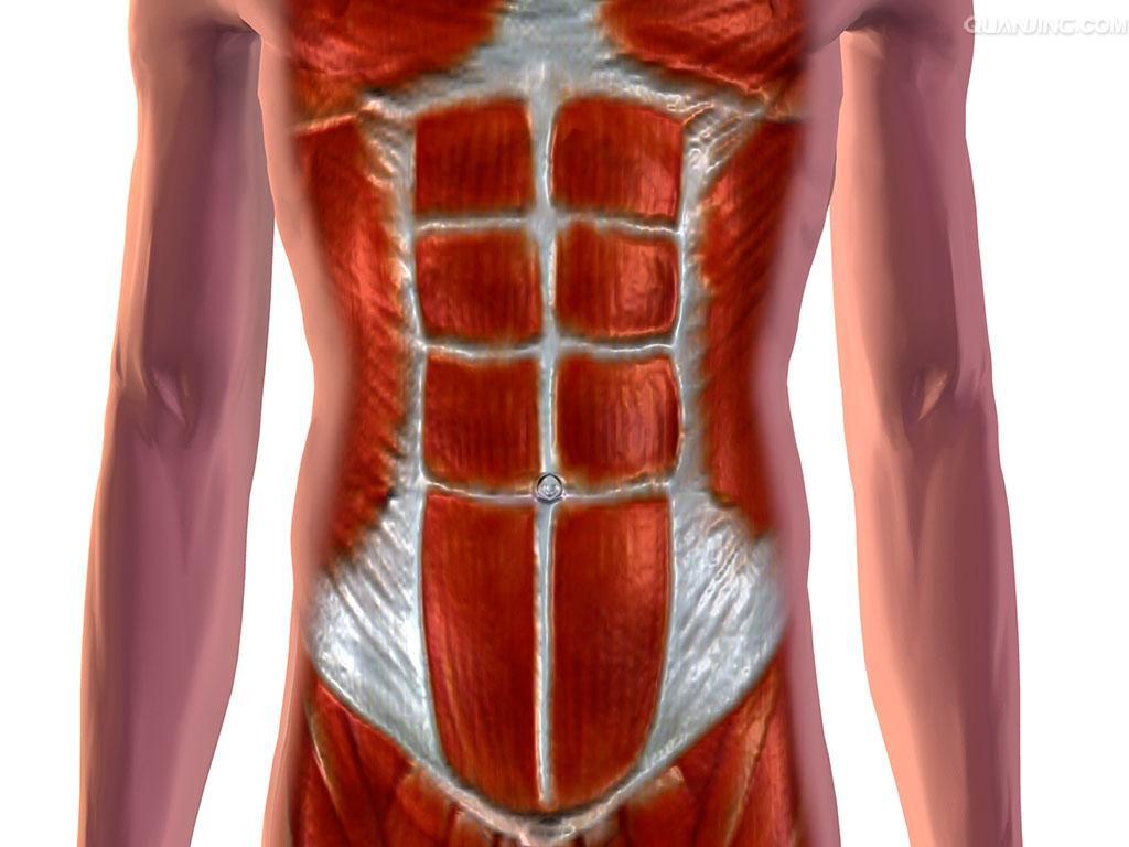 三、胸、腹部的标志线和腹部的分区-人体解剖学-医学