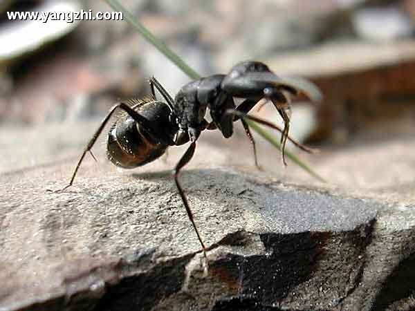 拟黑多刺蚁,蚂蚁,昆虫