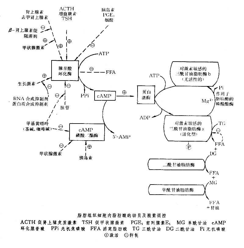 消脂肪的食物_脂肪代谢_脂肪代谢什么意思