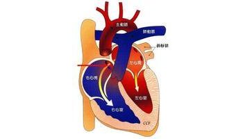 心肌细胞