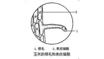 成熟區內根的各個細胞已經停止伸長,並且多已分化成熟,因此,稱為成熟