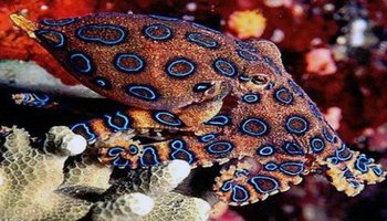 十大最毒章鱼毒王图片