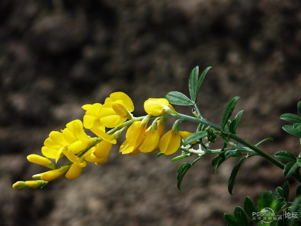 金雀花 :谦逊,卑下